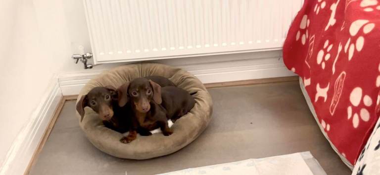 Miniature Dachshund Girls
