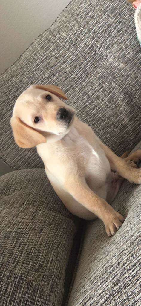Labrador Pup
