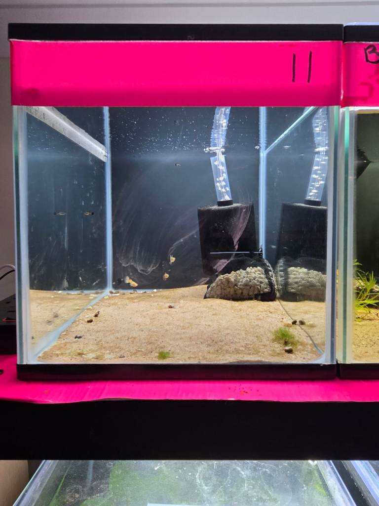 24 litre Fish tanks x 4