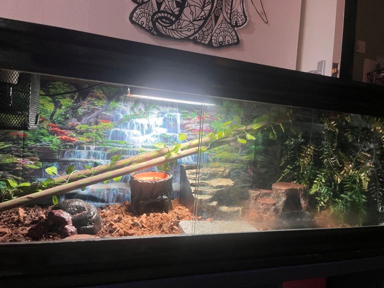 4 foot fully set up vivarium 