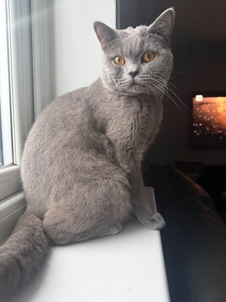 British short hair grey 