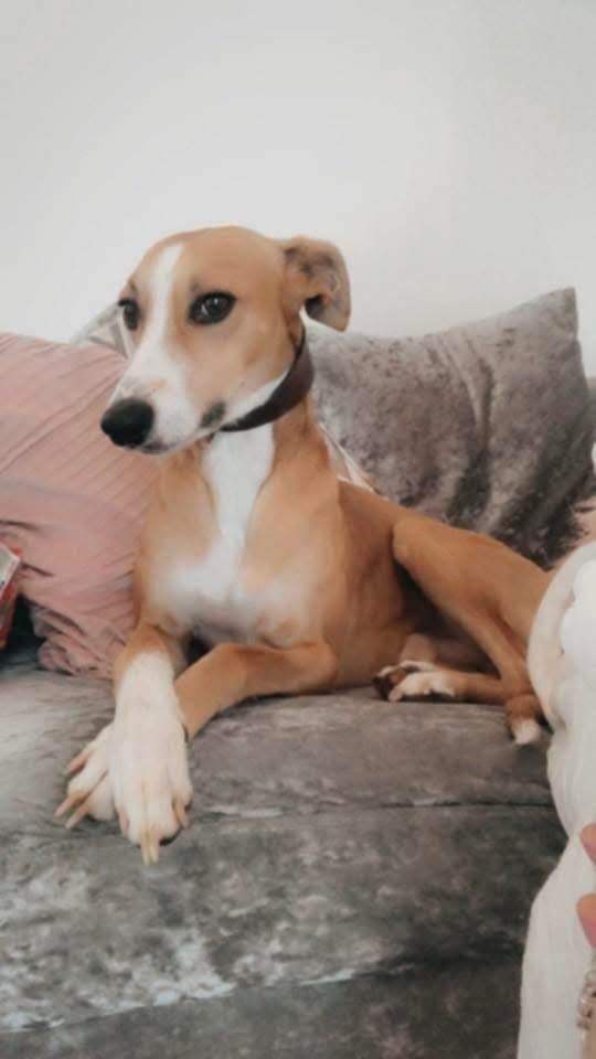 Lurcher pup 1 male pick of the litter