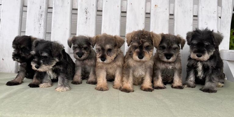 Miniature Schnauzer Puppies – 8 Weeks Old & Ready to Leave 🐾