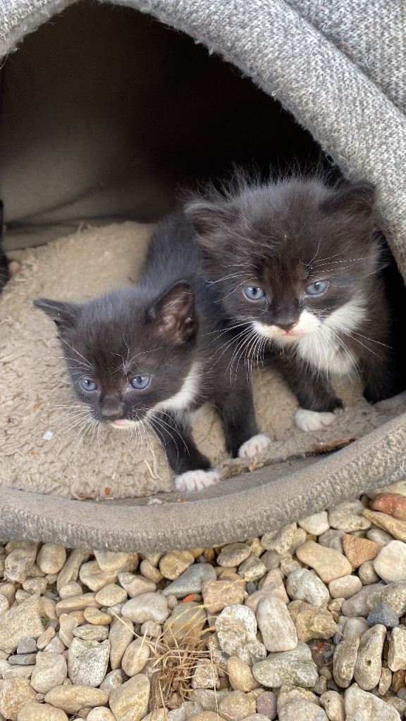 5 Beautiful Kittens for Loving Homes – £150 Each