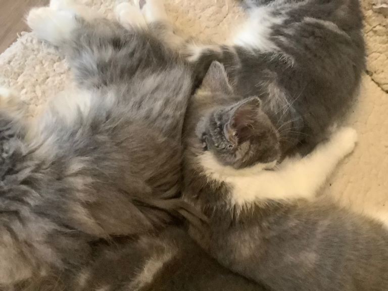 Beautiful kittens 8 weeks ready to leave
