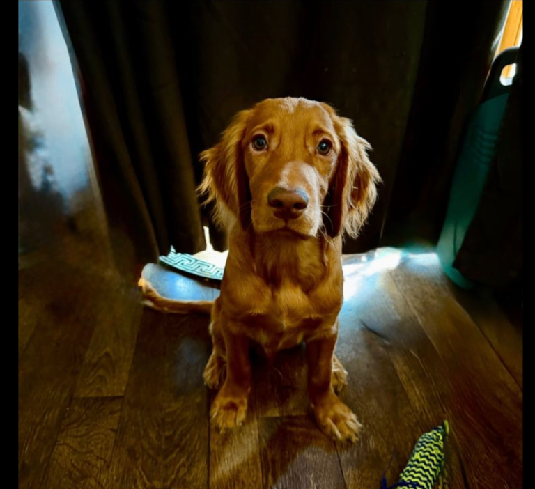 Rehome Male Cocker Spaniel Puppy