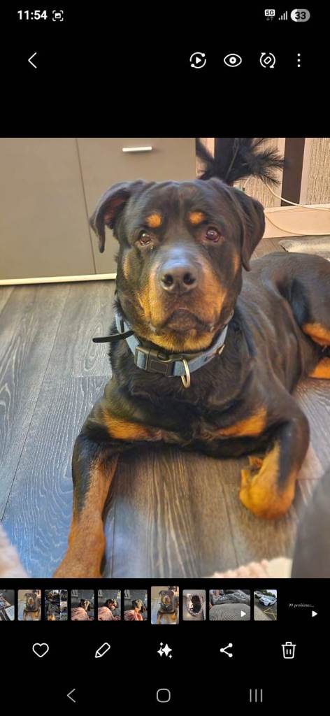 Rottweiler for sale urgently 