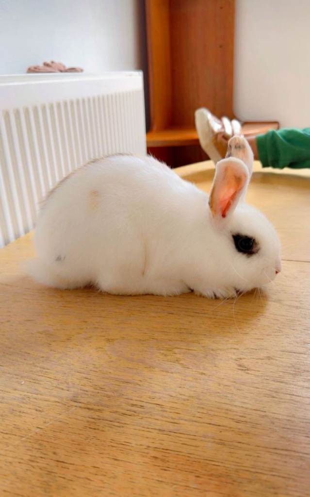 Rabbit 