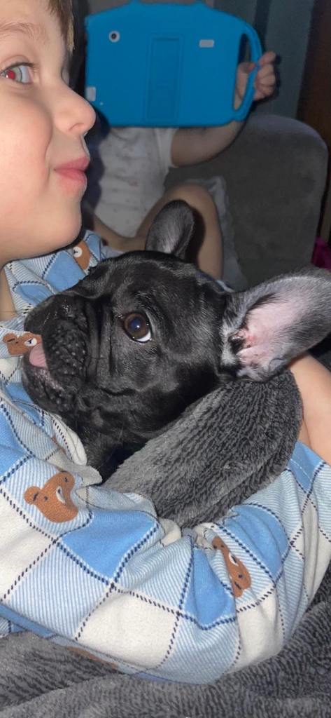 French bulldogs 