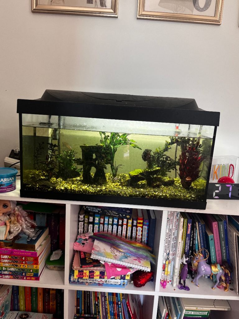 4 tropical fish and 50 L tank w/ equipment 