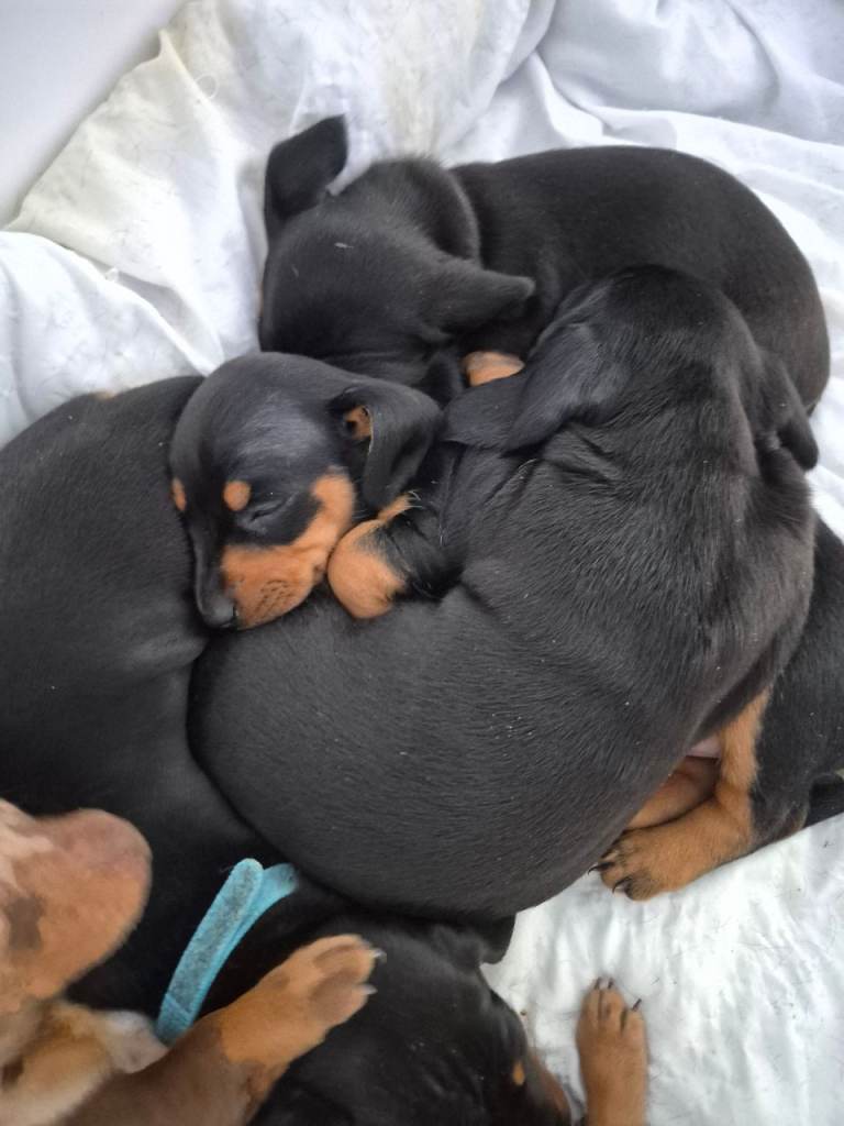 Daschund puppies 
