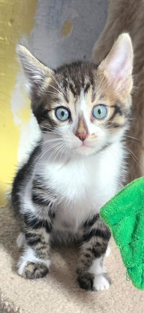 🐾 Beautiful Bengal Kittens – Now Available for Reservation 😺