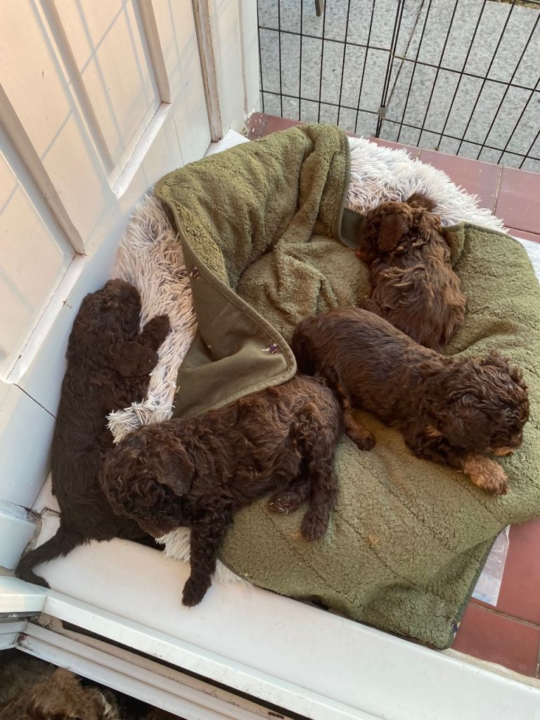 Puppies 
