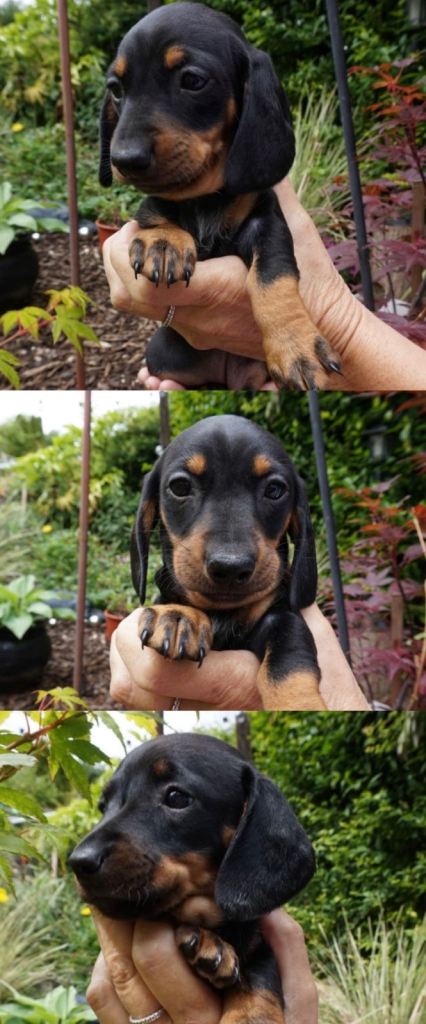 ONE GIRL LEFT ready to go to there forever home