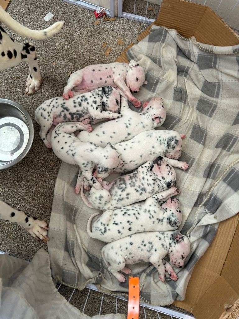 Dalmation puppy boys