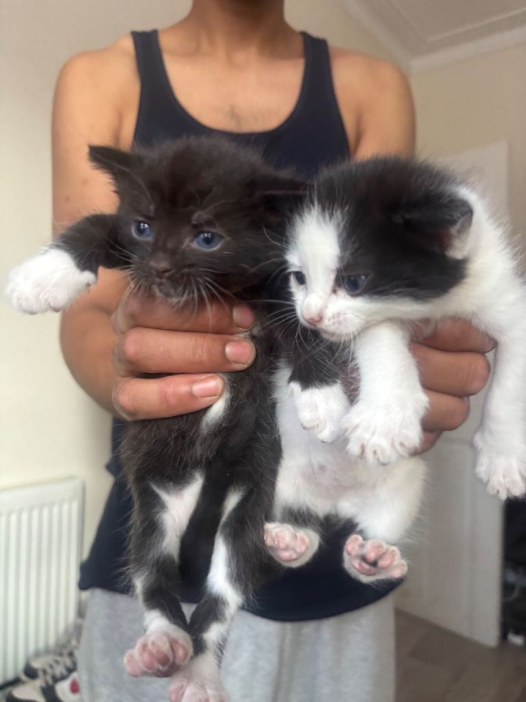 Kittens 