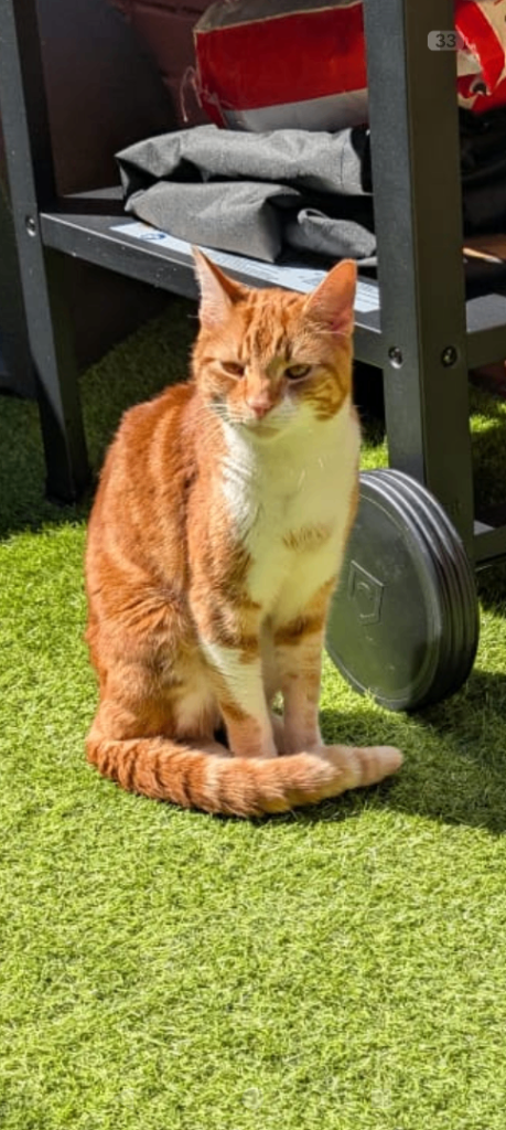 Male cat needs a loving new home