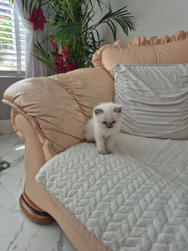 Ragdoll kittens for sale