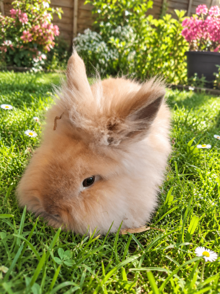 🌟 Stunning Double-Maned Lionhead Female Rabbit 🌟