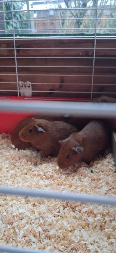 2 Baby boy guinea pigs