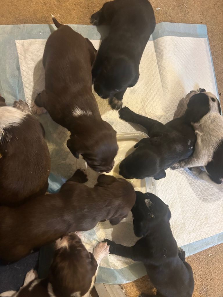 Spaniel cross lab  quarter Chihuahua 