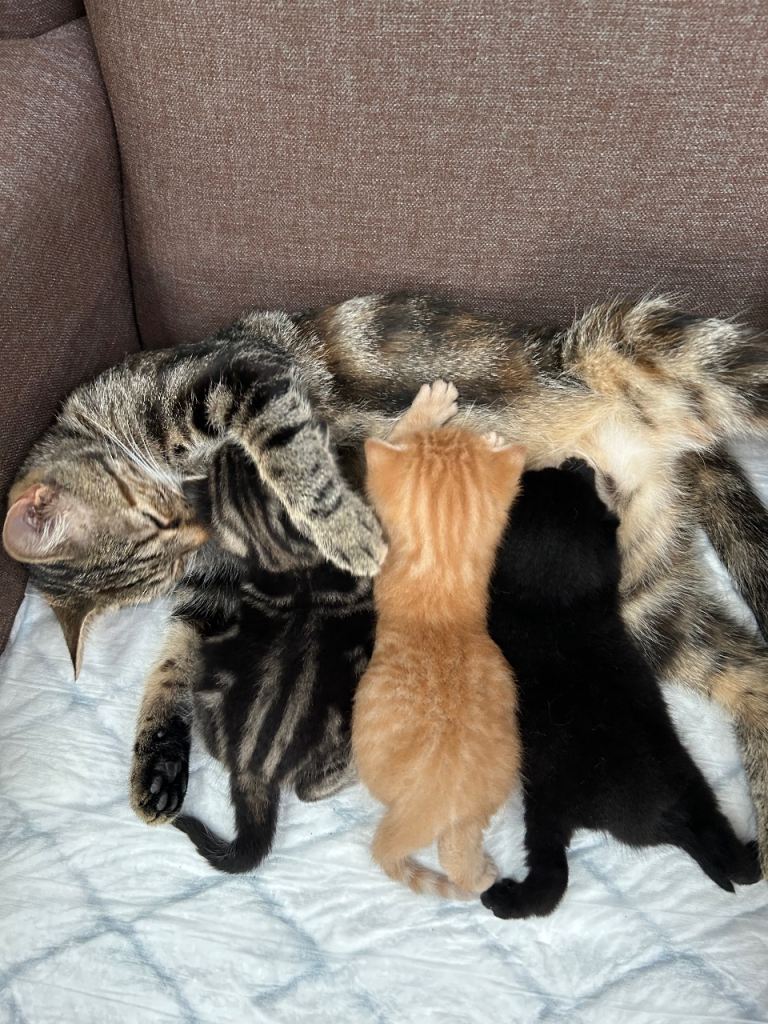 Tabby Kittens 