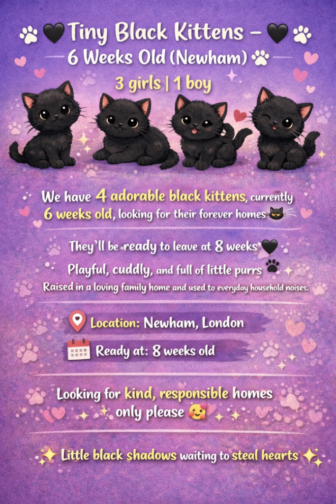 Beautiful black kittens 