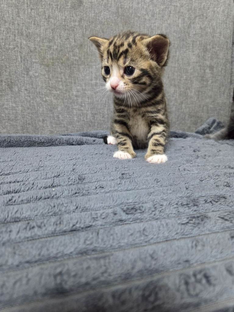 4 Adorable Kittens Ready for Their New Home 