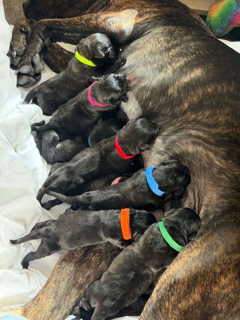 Puppies For Sale Presa Canario x Rottweiler 