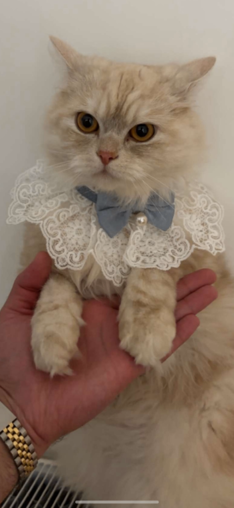 Gorgeous half Persian 