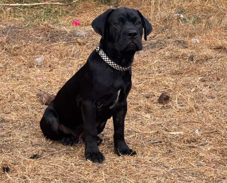 Labrador puppies mixed! 
