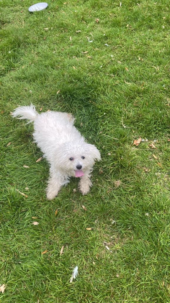 Maltese