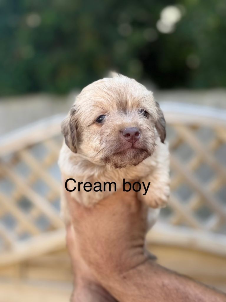 Miniature jackapoo puppies 4boys 