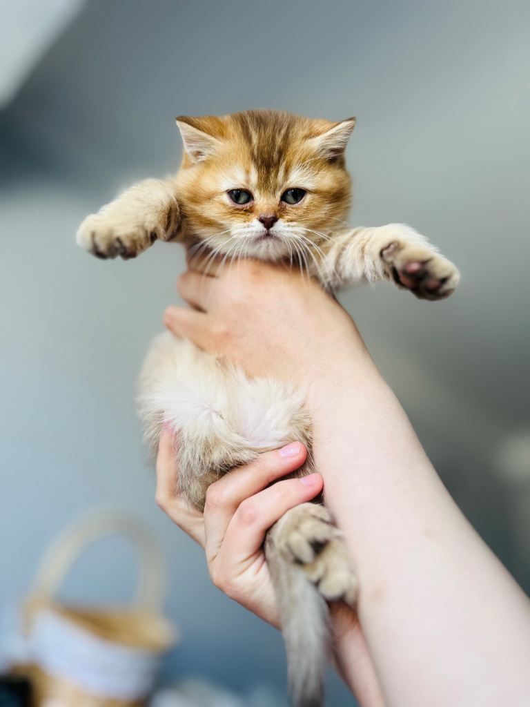 🏆1Choco Golden female Left British Shorthair Kittens🏆