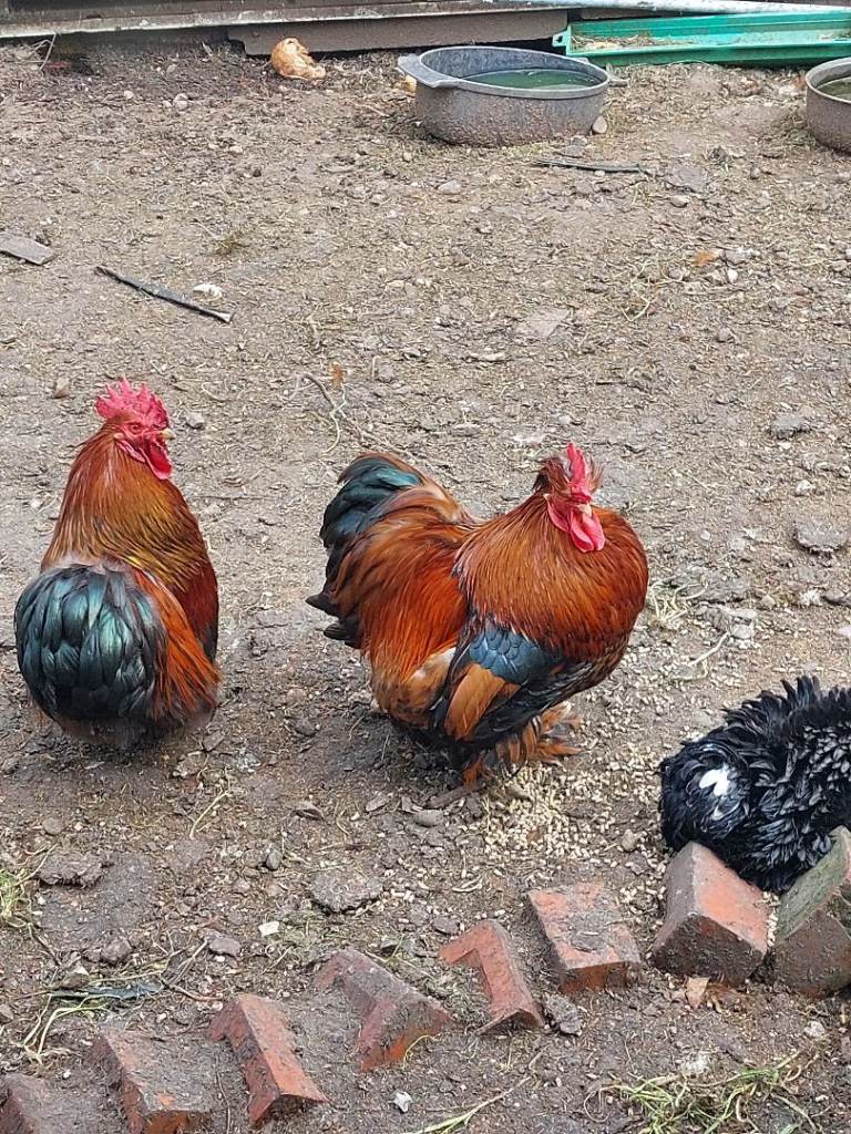 11 month old Pekin Batam cockerels 