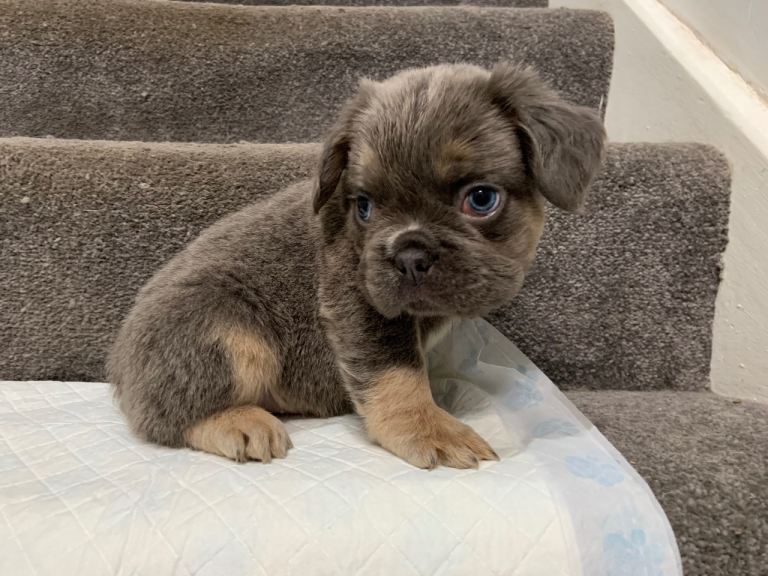 Fluffy French bulldog puppies 