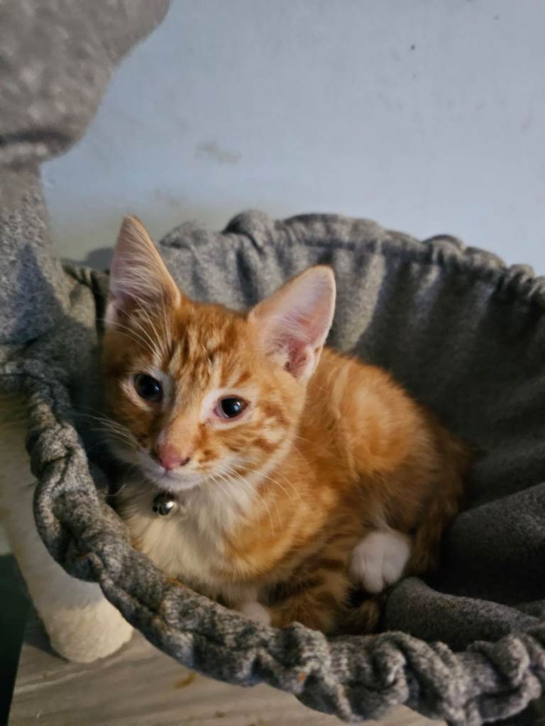 Beautiful ginger kitten