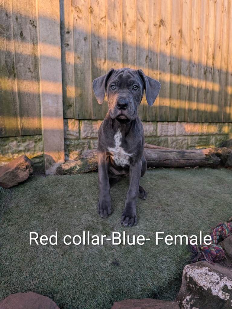 Cane corso puppies 
