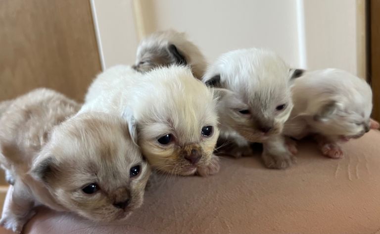 Tica pedigree cherubim Ragdoll kittens 