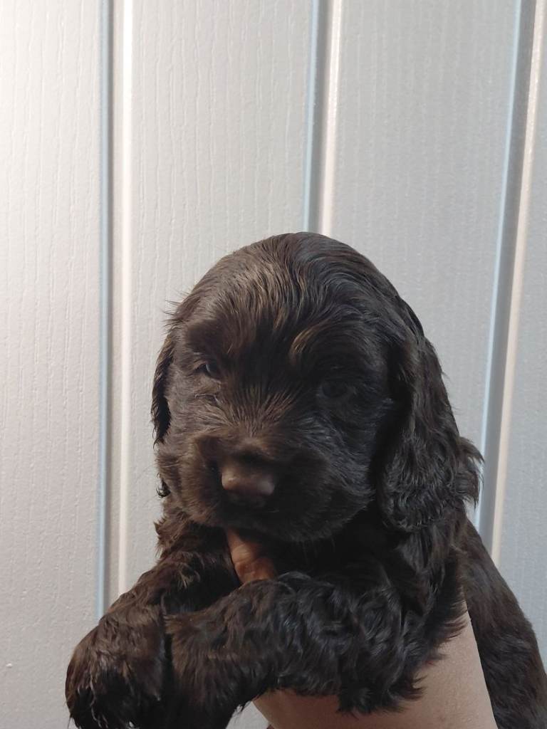 7 Cocker Spaniel puppys 
