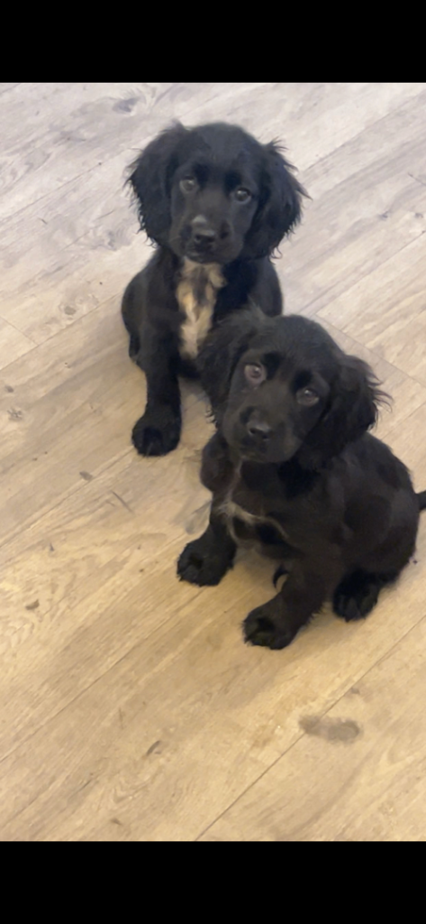 Cocker spaniel puppy