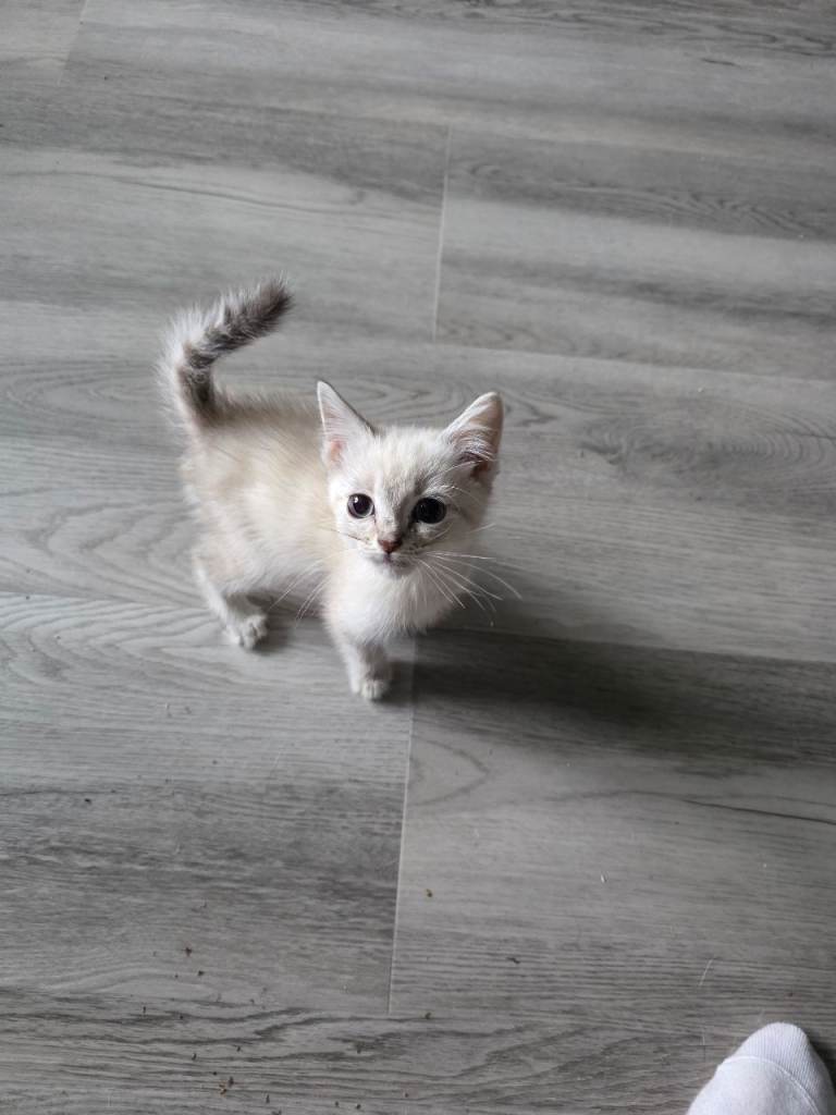 Bengal x kittens ready now