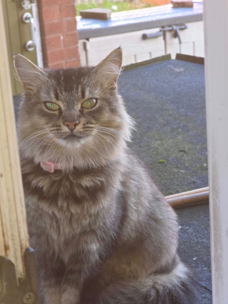 Cat needs rehoming