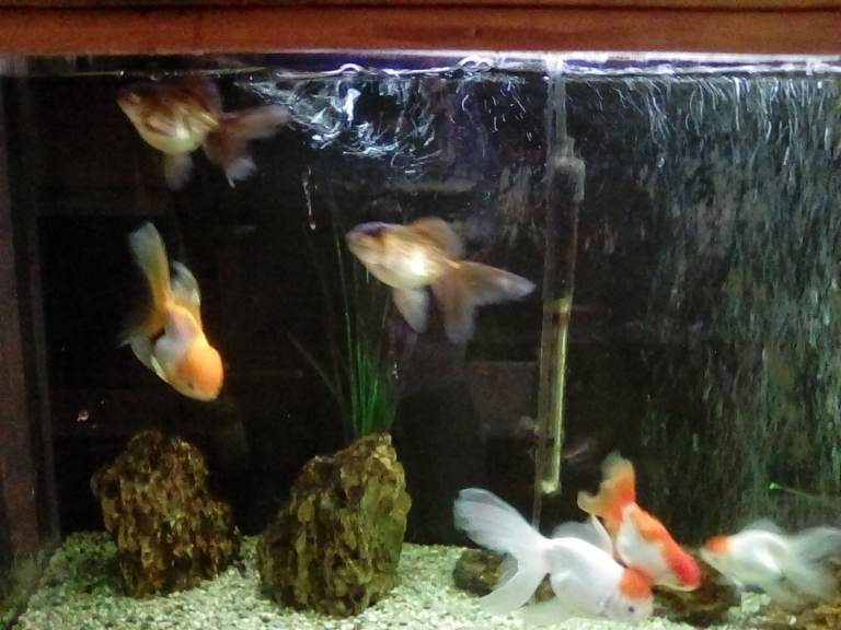 Oranda goldfish