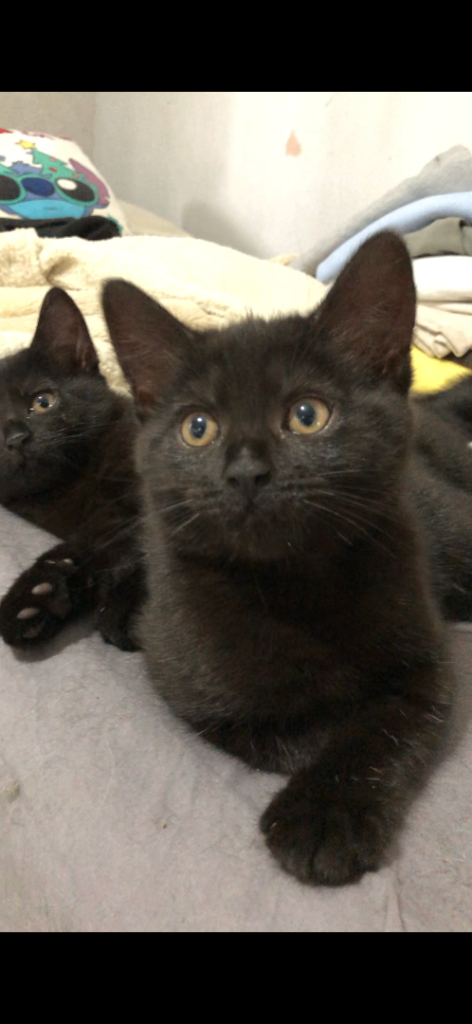 Two female kittens Solihull 