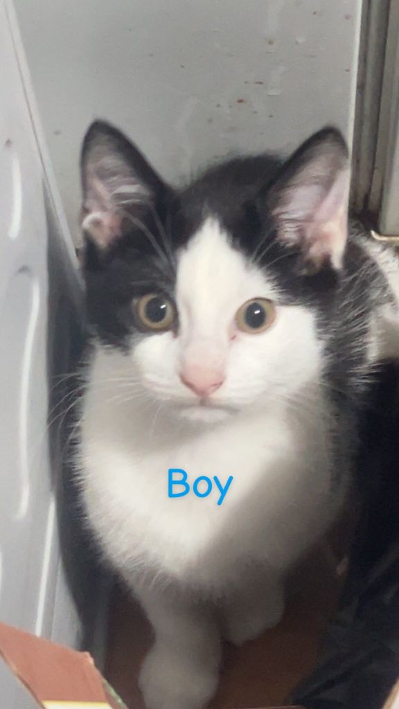 2 Kitten for sale