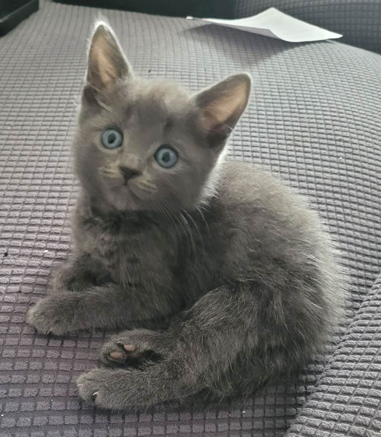 Beutifull all grey kitten