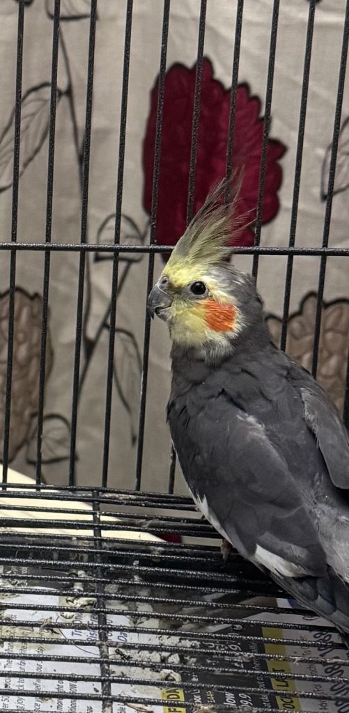 Baby Male Cockatiel - lovely condition 