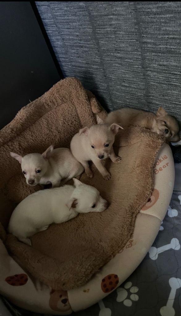 Chihuahua puppies 