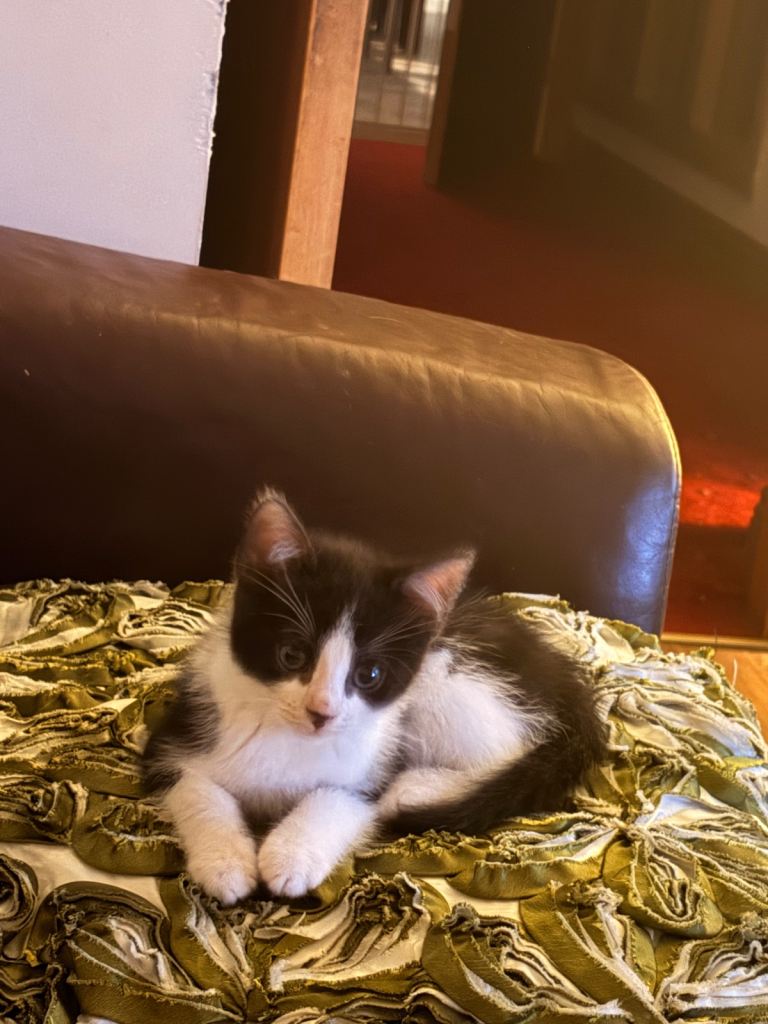 8 week old white & black spot boy left 